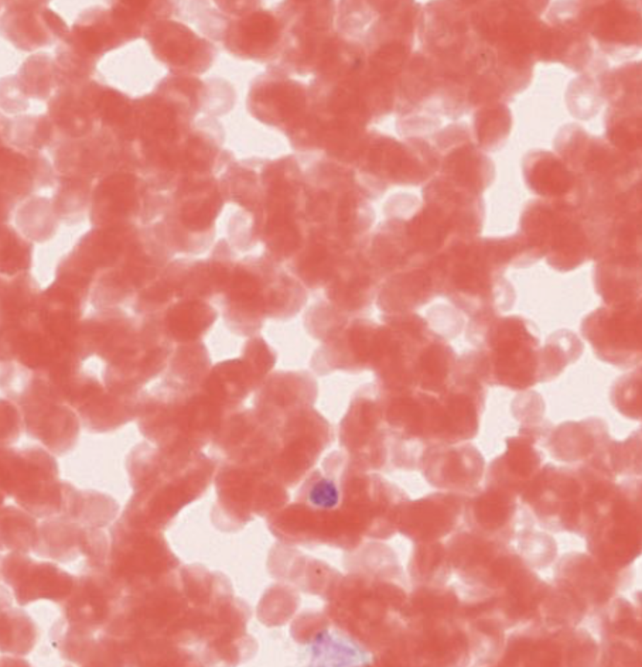 <p>tissue function</p>
