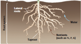 <ul><li><p><span style="background-color: transparent;">Taproot: central, dominant root</span></p></li><li><p><span style="background-color: transparent;">Lateral roots: branch off the taproot</span></p></li><li><p><span style="background-color: transparent;">Root hairs: (site of absorption)</span></p></li><li><p><span style="background-color: transparent;">Fibrous roots: dense, branching root system with no dominant taproot</span></p></li></ul><p></p>
