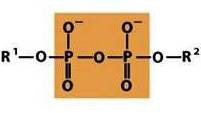 <p>-2 phosphoryl groups bonded together via an oxygen</p>