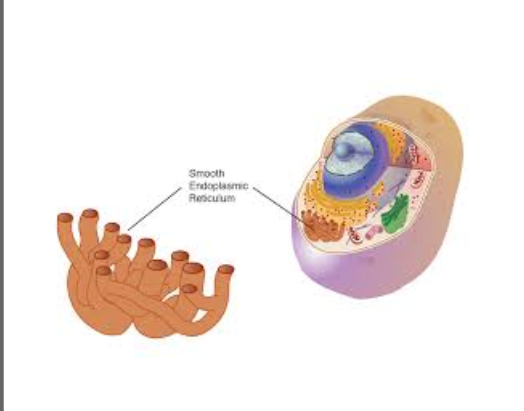 <p><span style="background-color: transparent;">A network of interconnected membranes without ribosomes, involved in lipid synthesis, detoxification, and other processes.</span></p>