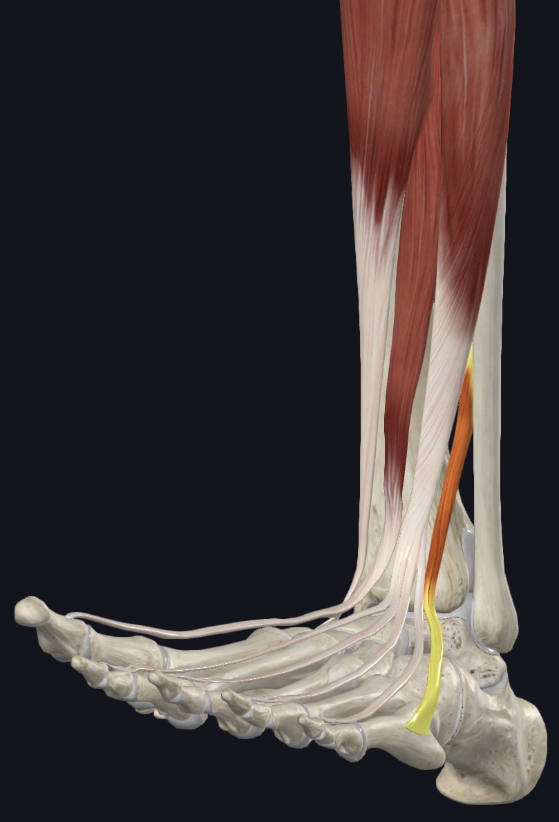 <p>Dorsiflexes ankle &amp; aids in eversion of subtalar joint</p>