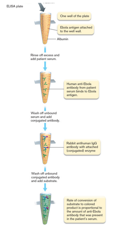 <p>Immunological Methods of Detection</p><p>Tests for antibody</p><ul><li><p>antigen stuck to microtiter well </p></li><li><p>serum from patient passed over </p><ul><li><p>if antibodies present, will bind antigen </p></li><li><p>if not, serum is washed away </p></li></ul></li><li><p>enzyme-conjugated 2º antibody added </p><ul><li><p>example- 2º ab = rabbit anti-human IgG </p></li></ul></li><li><p>color based reaction carried out </p></li><li><p>strength of color depends on how antibody titer in patient serum</p></li></ul><p></p>
