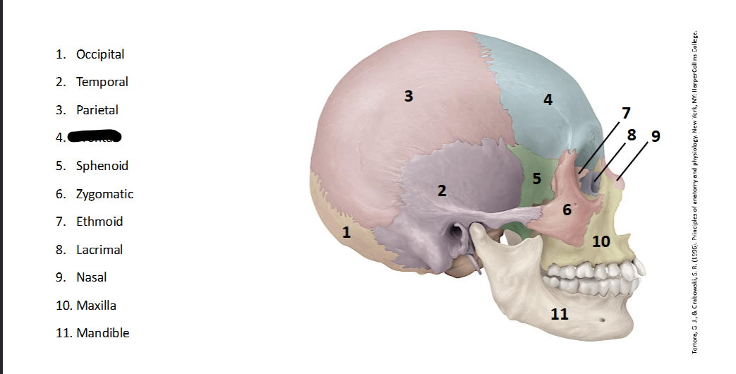 <p>What landmark within the <strong>Skull? (LATERAL)</strong></p>