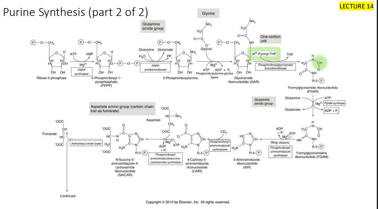 <p>Purine synthesis review </p>