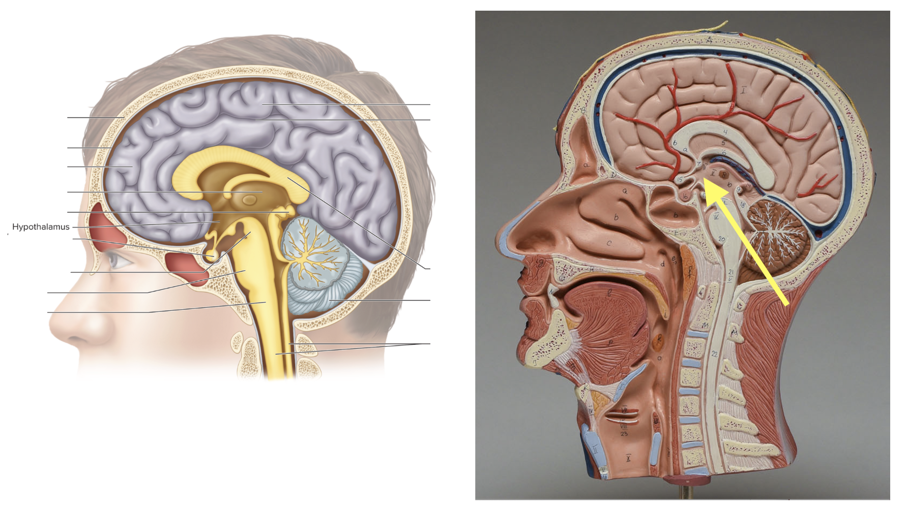 <p><strong>Location: Below thalamus; Function: Controls homeostasis</strong></p>