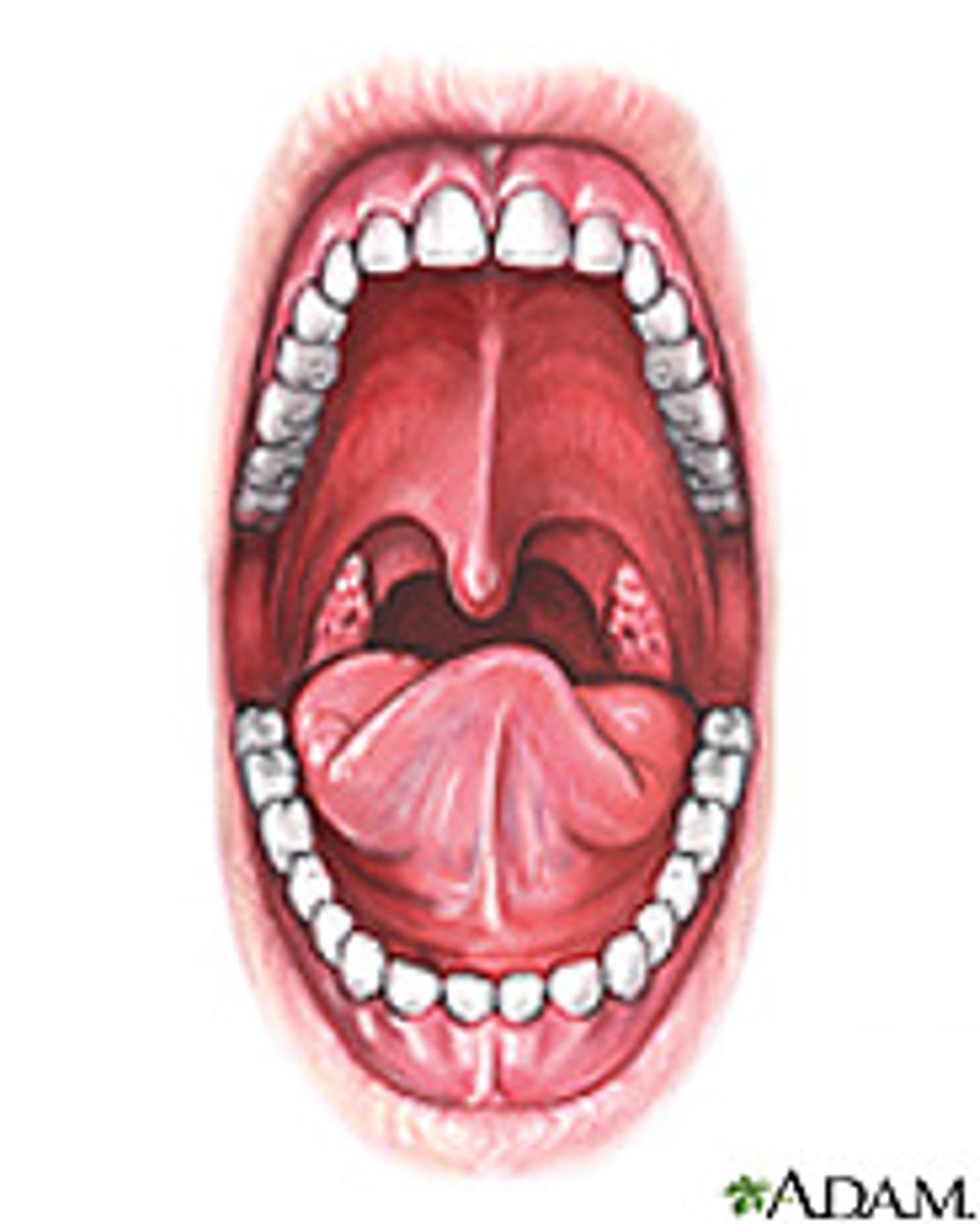 <p>stomat/o</p>