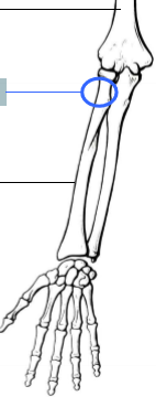 <p>Label these three points on the arm. </p>
