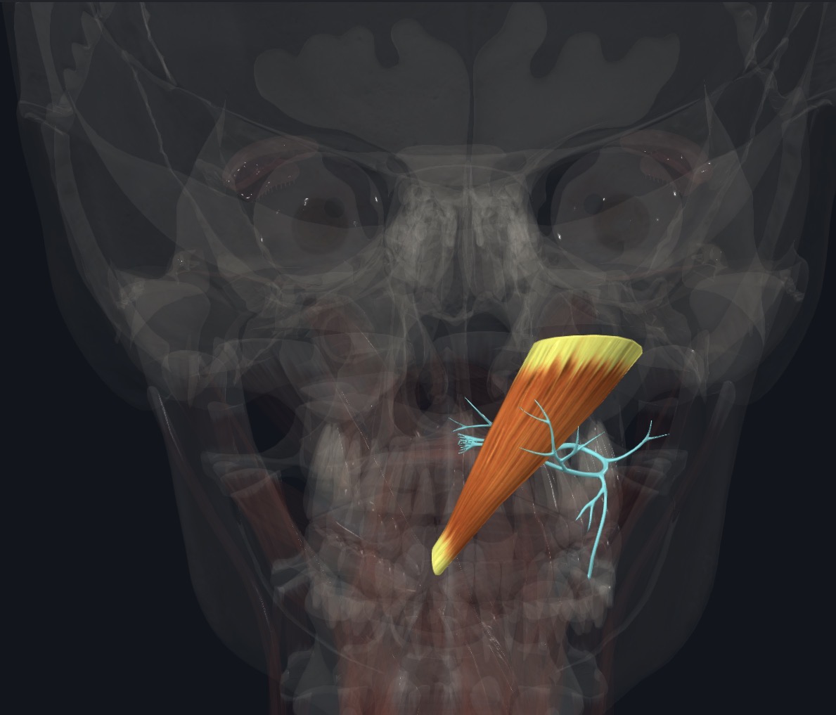 <p>Posterior ramus of C1</p>