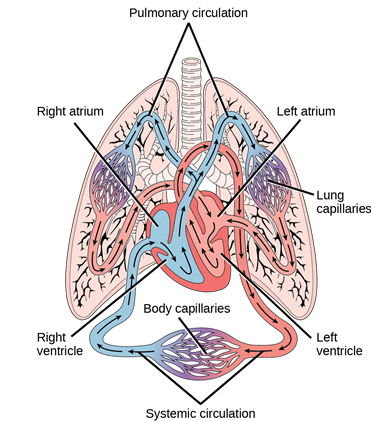<p>right atrium, right ventricle (only deoxygenated blood), pulmonary arteries, pulmonary capillaries, pulmonary veins, left atrium, left ventricle (only oxygenated blood), aorta, systemic arteries, systemic capillaries, systemic veins, right atrium.</p>