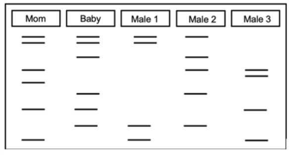 <p><span>Which of the following males in the gel electrophoresis below (if any) is the father of the pictured child? How can you tell?&nbsp;</span></p>