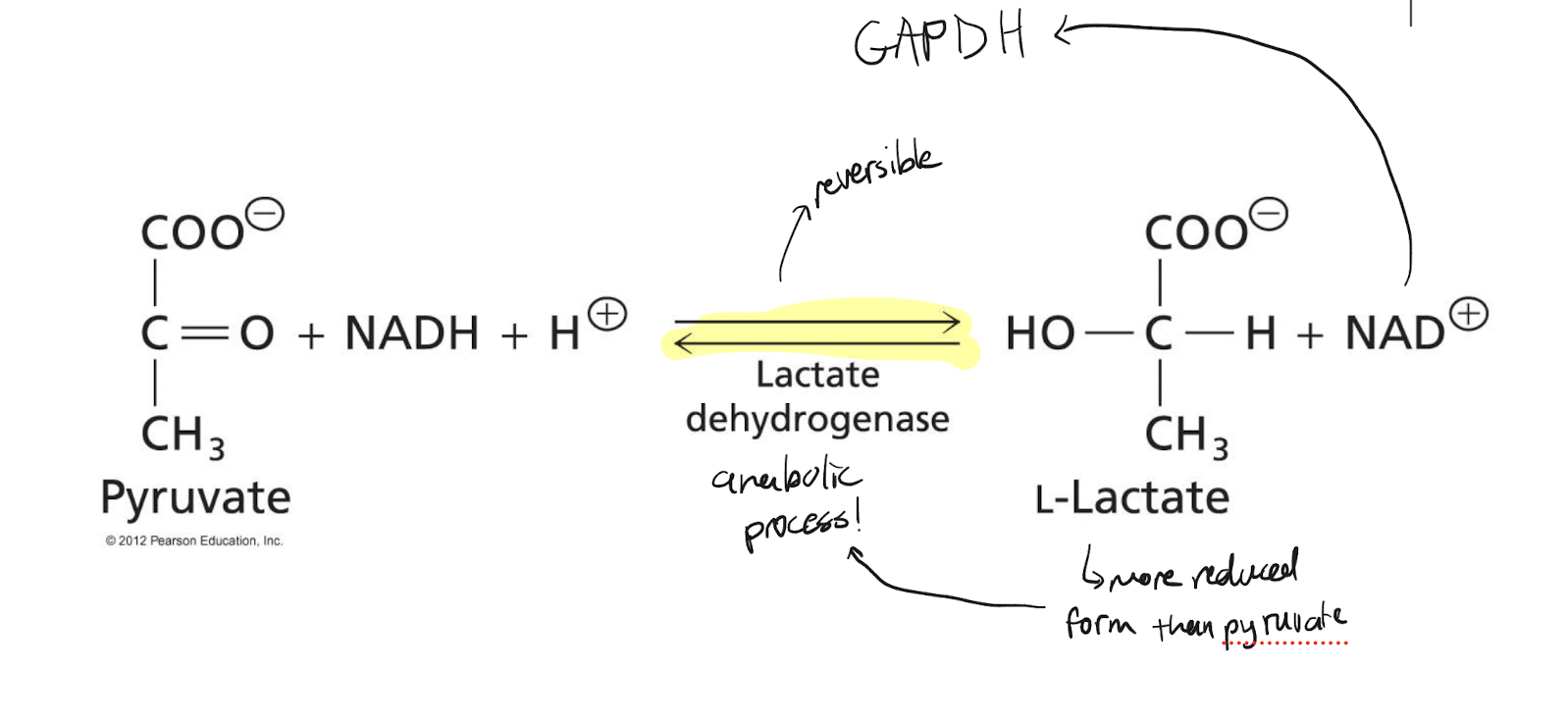 <p>Under anaerobic conditions, pyruvate is reduced via the oxidation of NADH as a cofactor to yield lactate and NAD+, catalyzed by pyruvate dehdyrogenase. The reaction is anabolic.</p>