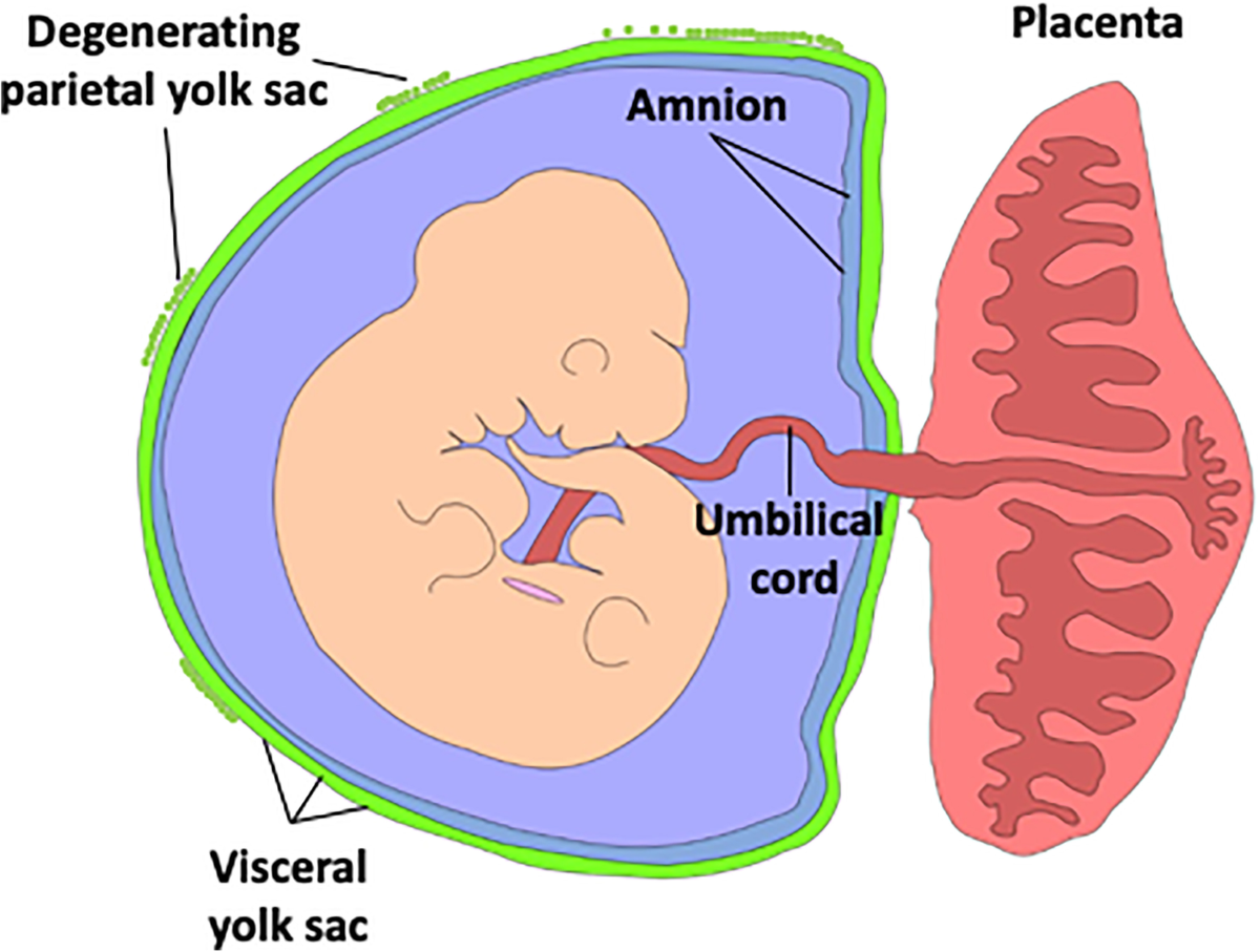 <ul><li><p>takes over the production of progesterone to protect the endometrium and prevent spontaneous abortions</p><ul><li><p>miscarriages</p></li></ul></li><li><p>connects fetal heart and mother’s cardiovascular system and influences her heart functions to ensure the fetus obtains adequate O2 and nutrients </p><ul><li><p>this is why a woman’s blood pressure drops and blood volume expands the further into pregnacy </p></li><li><p>edema (swelling) typically occurs in the legs due to increased capillary hydrostatic pressure from taking on a lot of blood volume to maintain placenta AND account for low blood pressure </p></li></ul></li><li><p>connects to the baby via the <strong>umbilical cord </strong></p><ul><li><p>acts as interface, serving as the fetus’ lungs, liver, and kidneys without mixing its blood with the mother’s blood </p></li></ul></li></ul><p></p><ul><li><p>until the placenta matures and becomes functional, the embryo is supported by the <strong>yolk sac</strong> (enclosing pouch)</p><ul><li><p>the <strong>allantois</strong> is an extension of the sac and aids in waste and gas exchange between the yolk sac and the embryo </p></li></ul></li></ul><p></p>