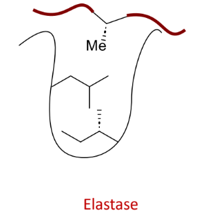 <p>what does this protease bind</p>