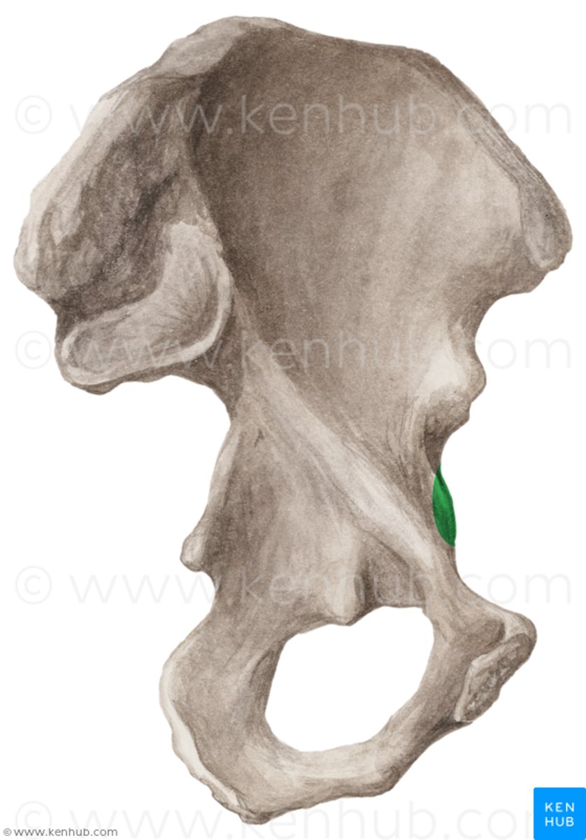 <p>junction between of the ilium and the pubis - point of convergence for iliopsoas on their way to the lesser trochanter of the femur</p>