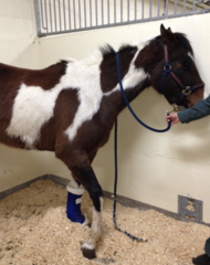 <p>What are differential diagnosis for failure of the stay apparatus?</p>