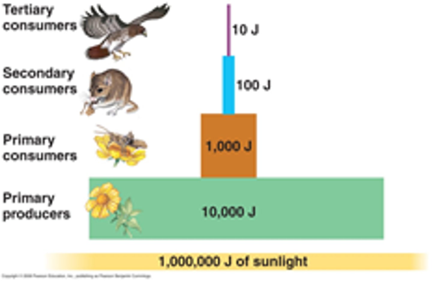 <p>the percentage of energy transferred from one trophic level to the next</p>