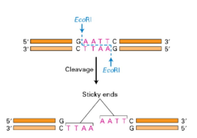 <p>what type of breaks can endonuclease do </p>