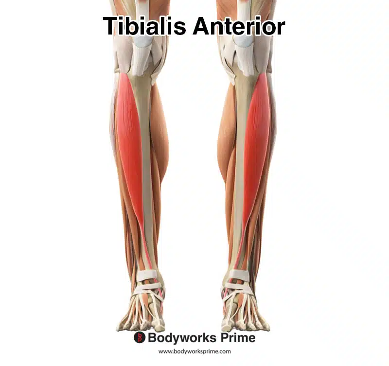 <p>Tibialis anterior</p>