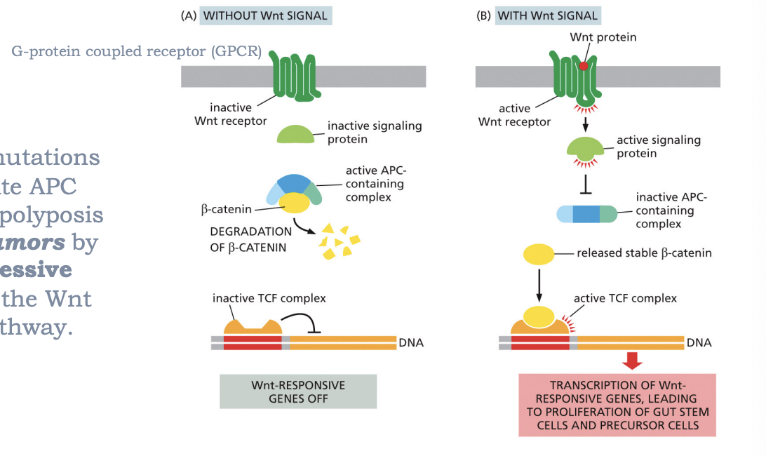 <p>initiate tumors by causing excessive activation of the Wnt signaling pathway. </p>