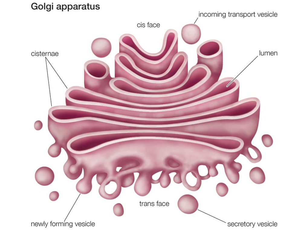 <p><span>Consists of several layers of membranes.</span></p><p><span>Proteins are transported in transition vesicles and are sent to the Golgi apparatus from the ER.</span></p><p><span>Further processing and modification of proteins.</span></p><p><span>The Golgi complex packs the proteins into secretory vesicles and are stored in the cytosol and then excreted via exocytosis (except lysosomes).</span></p>