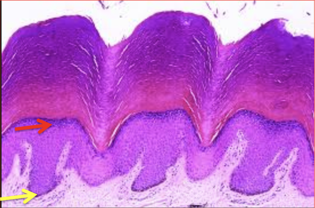 <p><span>Identify the organ seen here. Be specific.</span></p>
