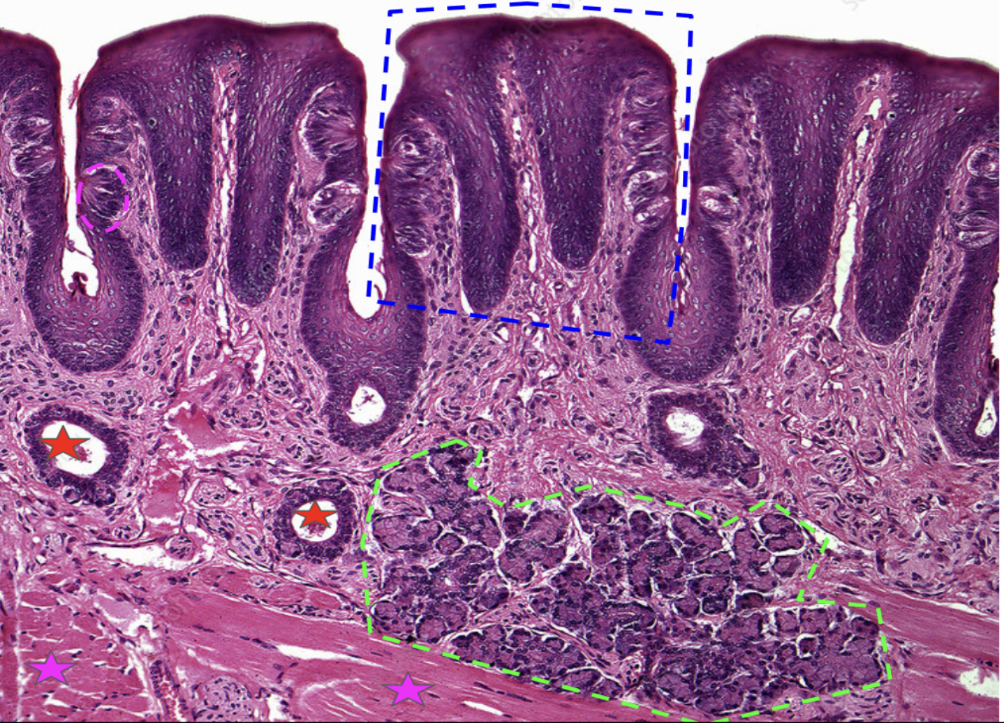 <p><strong>Tongue</strong></p><p>Blue: Papillae - provide friction to help grab food</p><p>Pink circle: Taste buds (found along the outside of each papillae) - help us taste</p><p>Green: Lingual salivary gland (intrinsic gland) - secretes salivary amylase</p><p>Red: Lingual salivary gland ducts - carries the saliva and enzymes from lingual salivary gland</p><p>Pink star: Skeletal muscle (makes up the bulk of the tongue) - moves tongue</p>