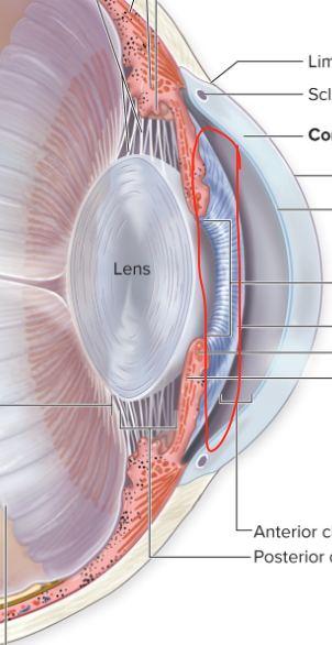 <p>pigmented anterior portion with muscle fibres that surround the pupil</p>