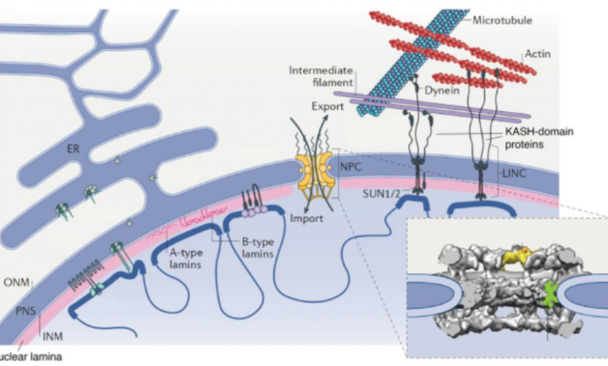 <p>network of intermediate filaments associated with inner nuclear membrane and chromatin, made of A/B lamin proteins, helps with stability of nucleus</p>