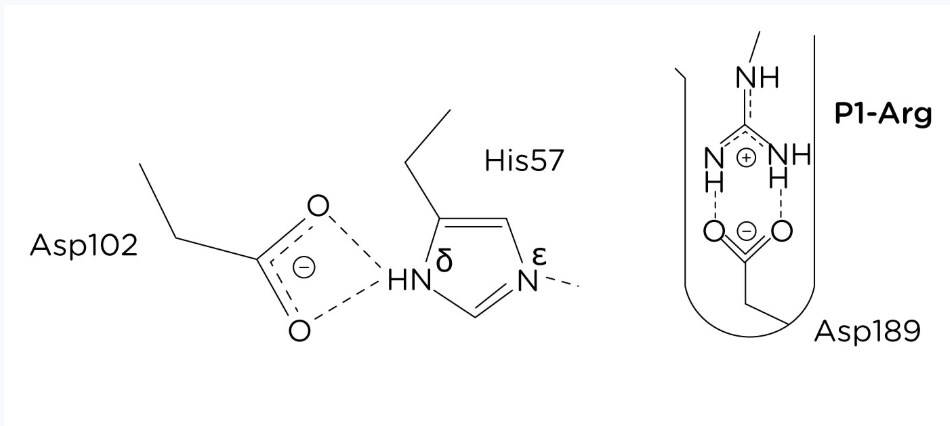 <p>Attraction between oppositely charged amino acids chains leads to salt bridge formation, stabilizing the structure </p>