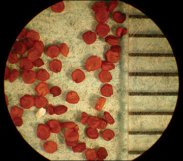 <p>Identify the seed</p>