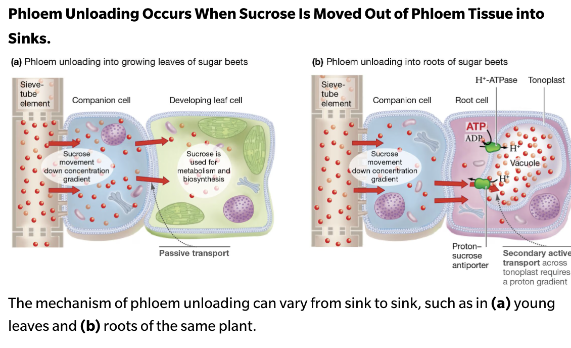 <p>By <strong>passive diffusion</strong> down its concentration gradient because sucrose is rapidly used for cellular respiration and biosynthesis, keeping intracellular sucrose concentrations low.</p>