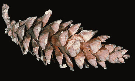 <p><span style="background-color: transparent;">long 4 - 8 in pine cones </span></p>