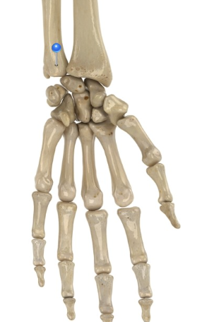 <p>Distal end. <strong>(Ulna)</strong></p>
