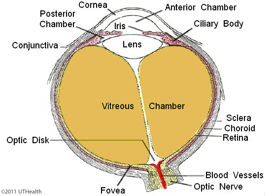 <p>describe the posterior chamber</p>