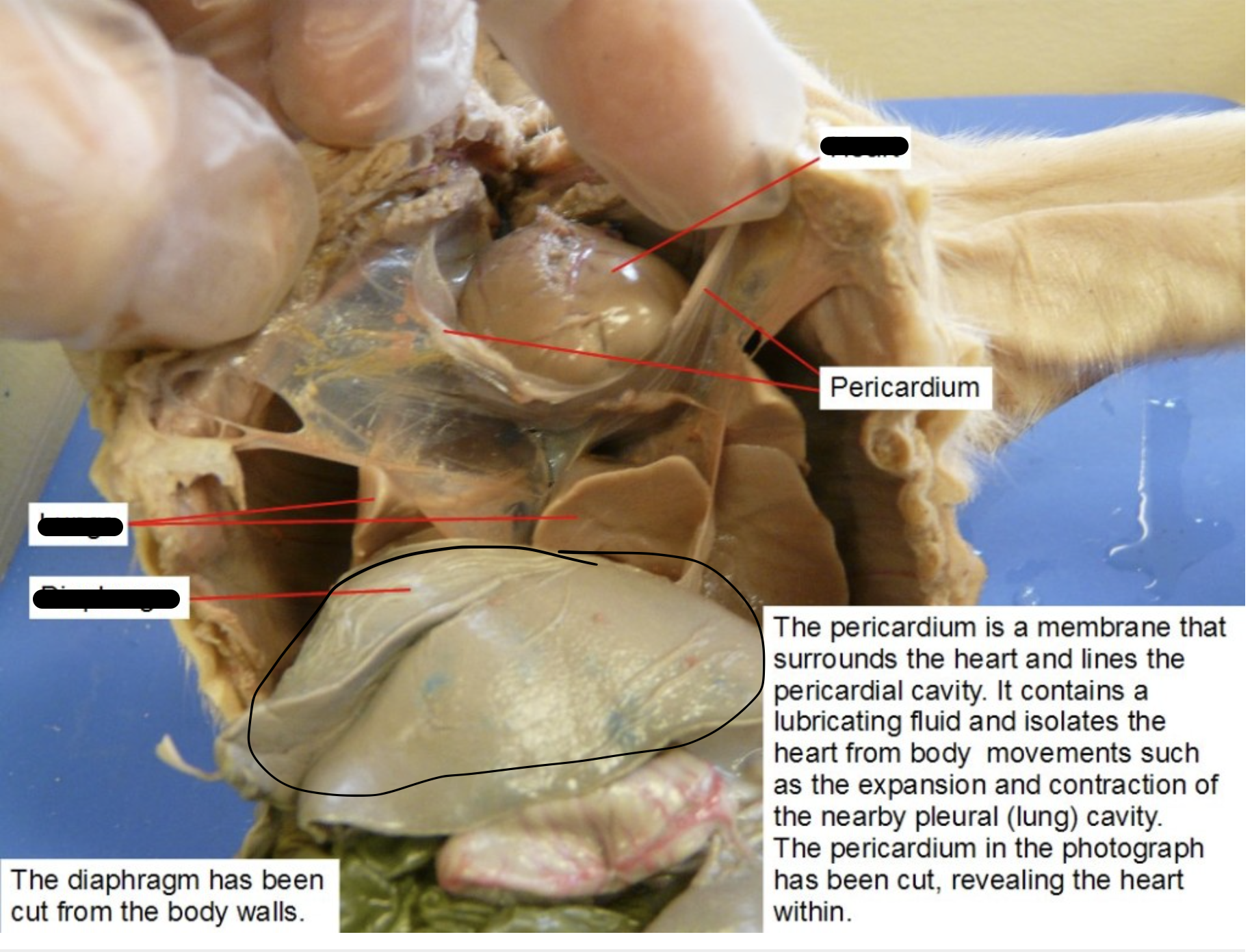 <p>Identify this Organ</p>