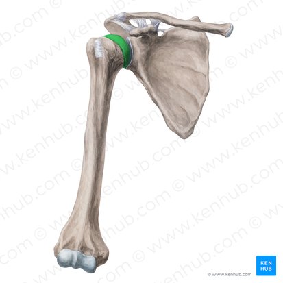<p>Name the specific part of the bone in color</p>
