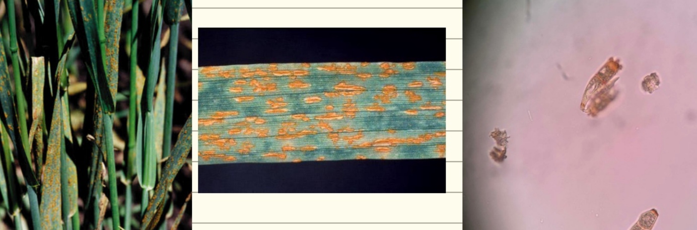 <p>Puccinia coronifera - ovsova rja (rod Puccinia) </p>