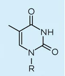 <p>Which base is this?</p>
