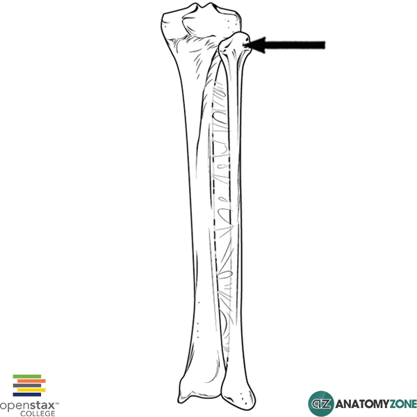 <p>rounded end, proximal</p>