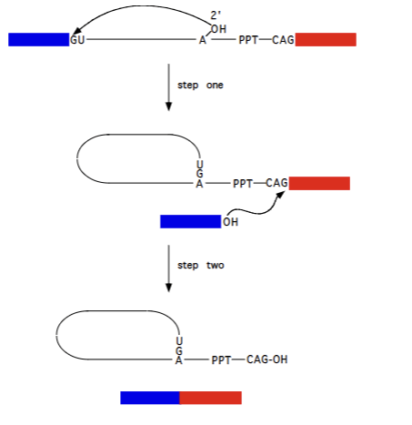 <p>Occurs using hte same mechansm as Group II splicing, just requires proteins to facilitate it and uses slightly different molecules (specific sequences, A residue). Lariat structure still formed, 5’ exon attacking 3’ exon to form complete functional exon etc. <strong>Irreversible </strong>(largely)</p>