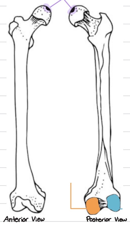 <p>What structure is highlighted in purple?</p>