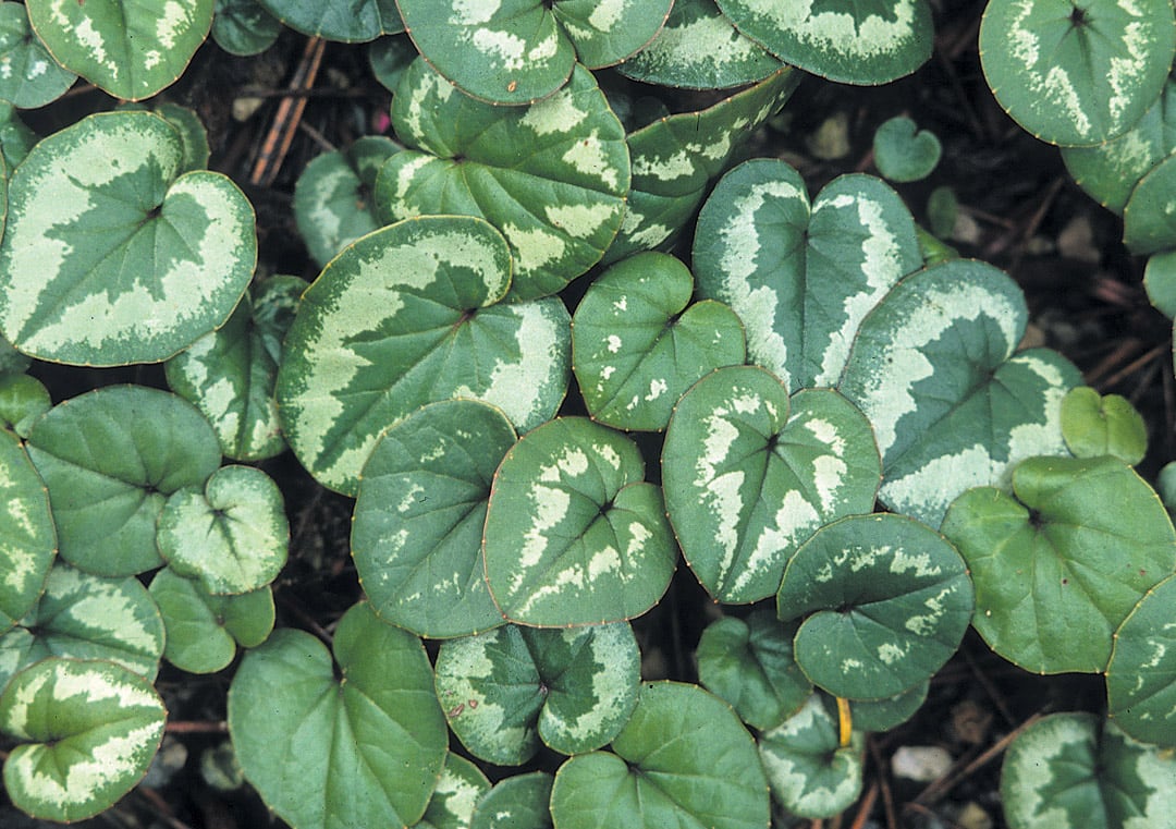 <p>317 Cyclamen persicum, Cyclamen</p>