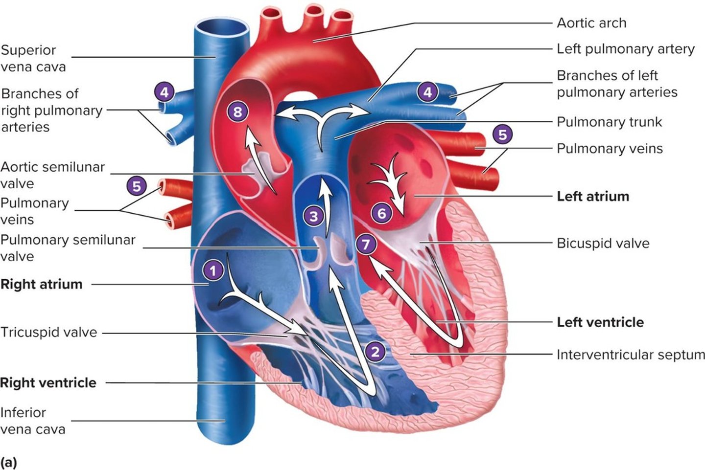 <p>To pump blood through the blood vessels of the body.</p>