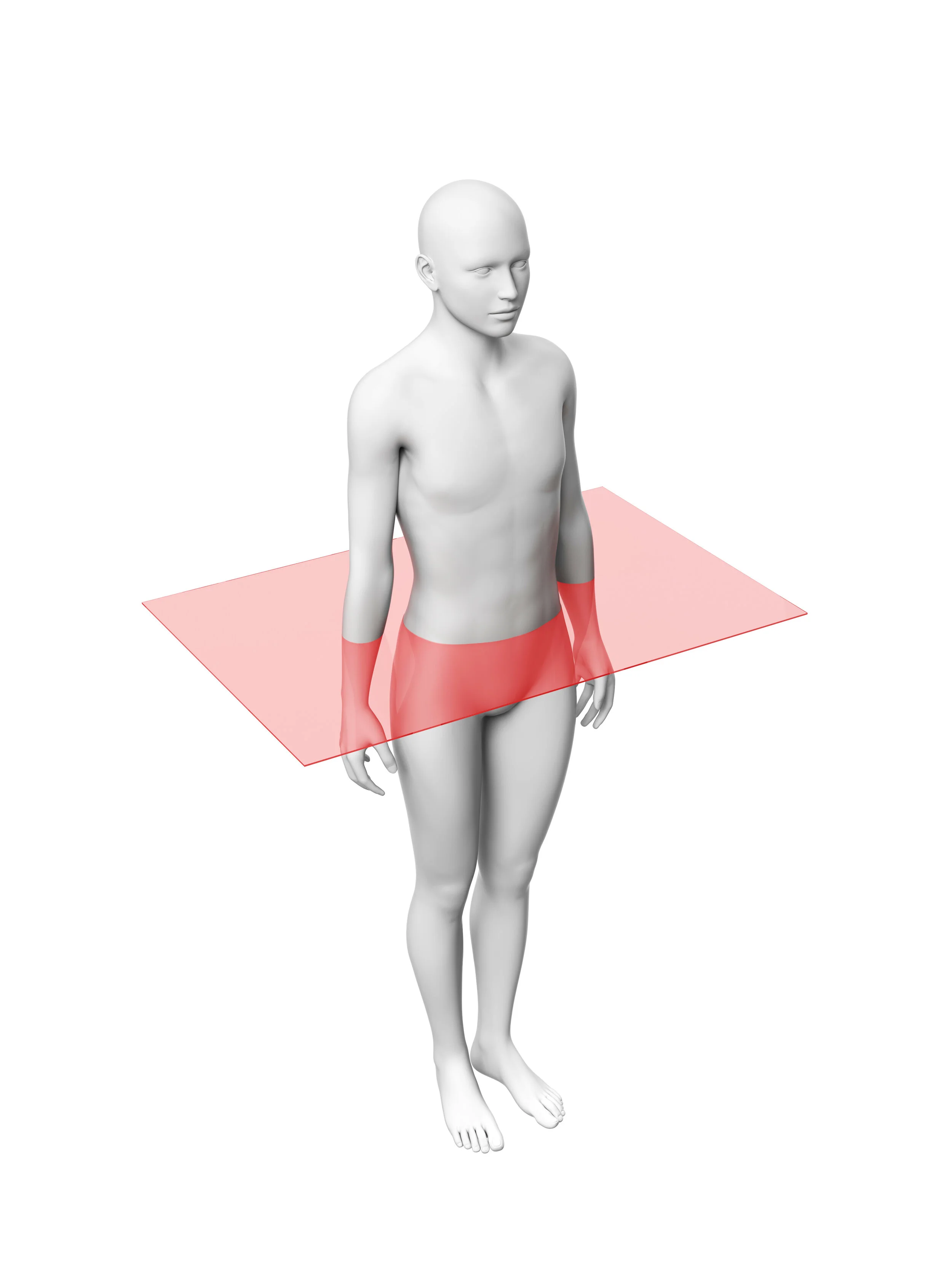 <p>horizontally divides the body into superior and inferior parts</p>