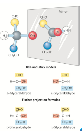 <p><strong>Stereochemistry of Monossacharides</strong></p><ul><li><p>All <strong>monosaccharides </strong>(expect <strong>dihydroxyacetone</strong>) contan 1+ ____</p><ul><li><p>Occur in optically isomeric forms (D,L enantiomers) </p></li></ul></li></ul><p></p>
