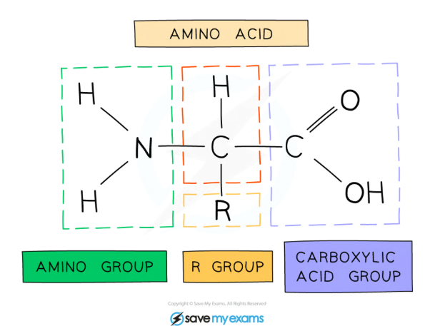 <p>amino acids are the monomers of polypeptides </p><ul><li><p>they consist of an amine group -NH<sub>2</sub></p></li><li><p>a carboxylic acid group -COOH</p></li><li><p>a hydrogen atom </p></li><li><p>an R group —→ which is different how each amino acid differs</p></li></ul><p></p>