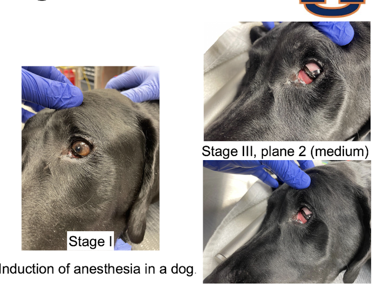 <p>rotate to a ventral medial position</p>