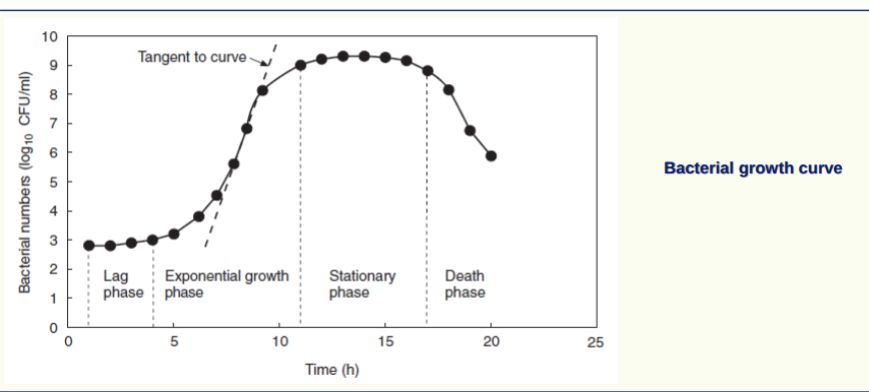 <p>Iag phase - (short) period of adjustment to environment</p><ul><li><p>can be few mins to yrs </p></li></ul><p>logarithmic growth phase - growth and accelerated to a phase of rapid, constant exponential growth</p><p>stationary phase - depletion of nutrients and accumulation of toxic metabolic products growth is slowed to a point where all cell division and cell death are in balance</p><p>death phase - population decreases due to death of cells</p>