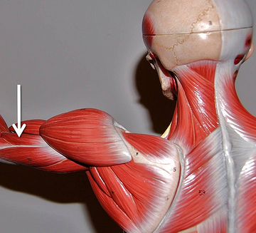 <p>Muscle, Action. Perform the action on your own body</p>