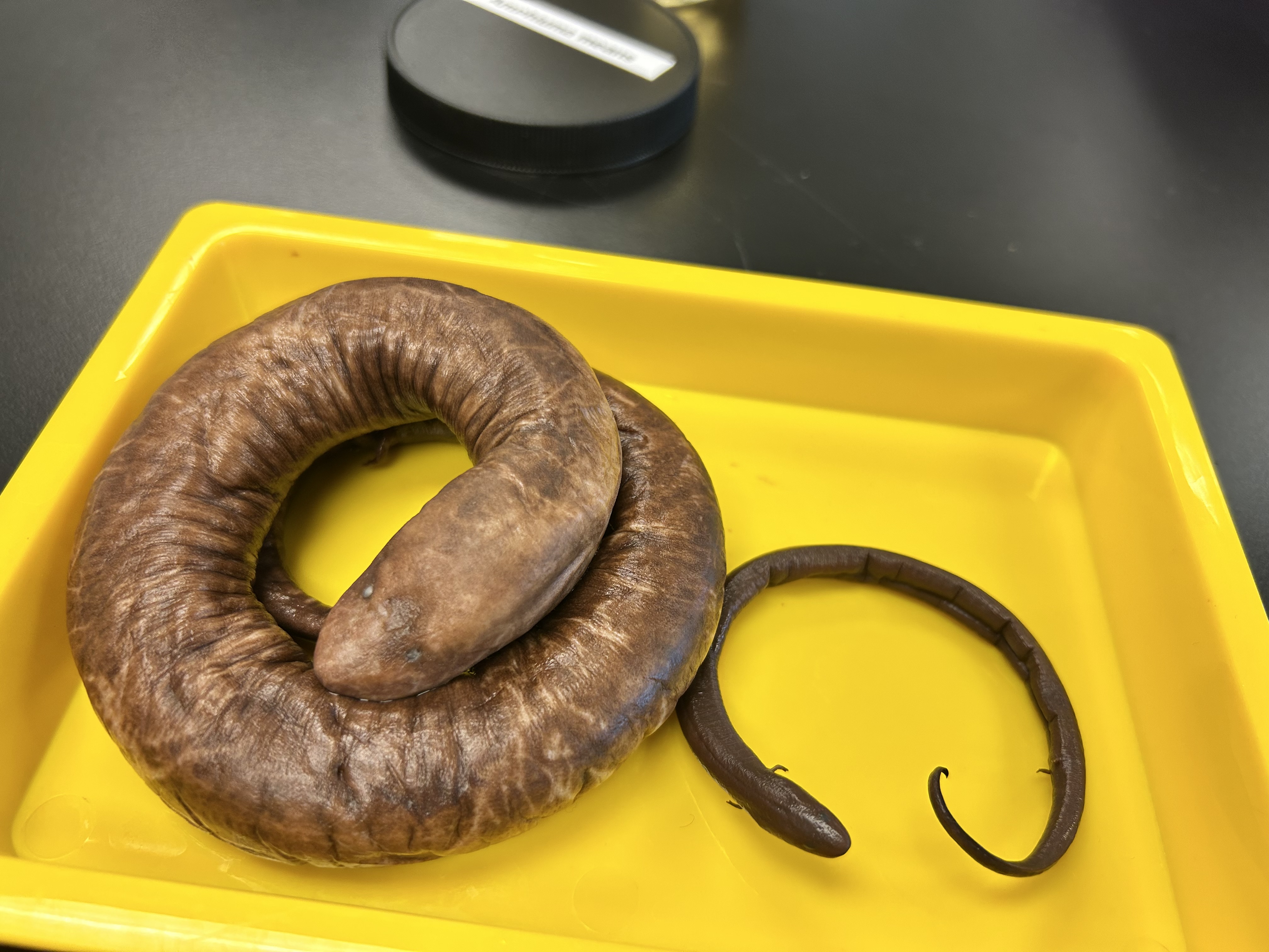 <p>two toed amphiuma</p>